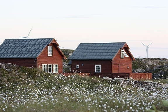 2 av rorbuene sett fra nord. Myrull i blomstring Galleribilde