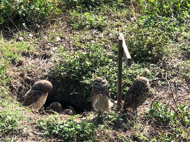 Cape Coral jordugler Galleribilde