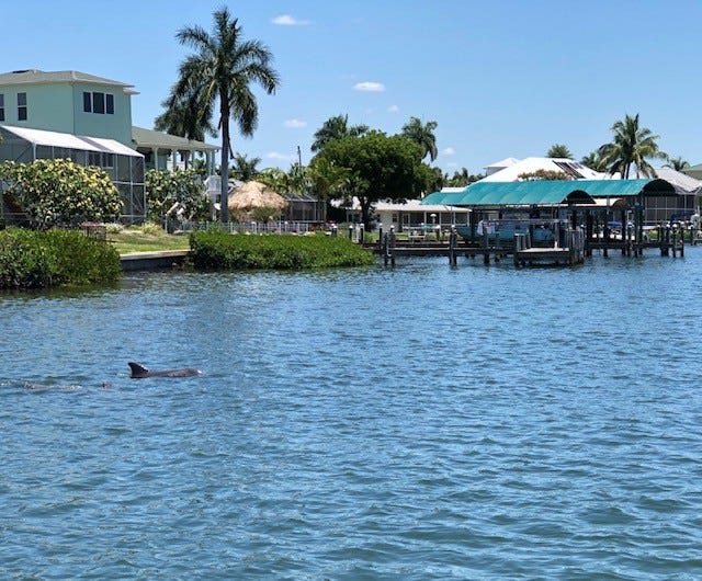 Delfin i kanalen Galleribilde