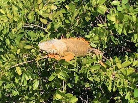 Iguana I mangrovene Galleribilde