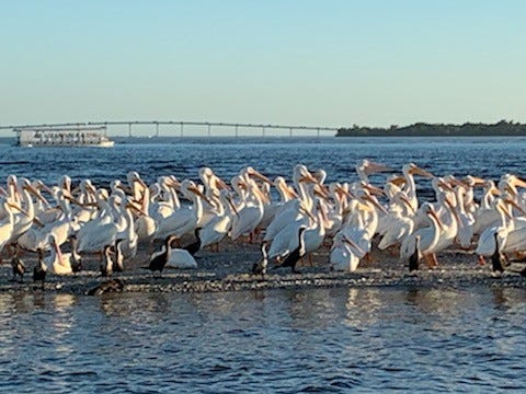 Hvite pelikaner Galleribilde