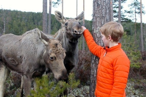 Elgtun på Evje, 25 minutter fra hytte Galleribilde