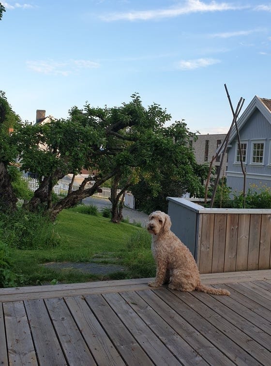 Uteplass i hagen Galleribilde