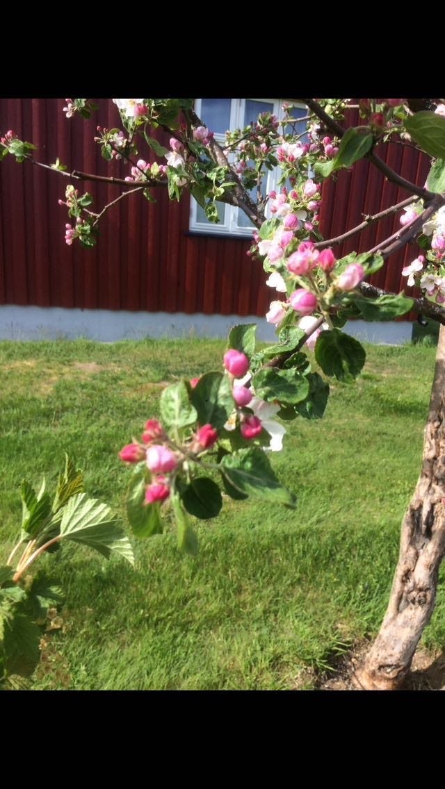 Epletre i Hagen Galleribilde