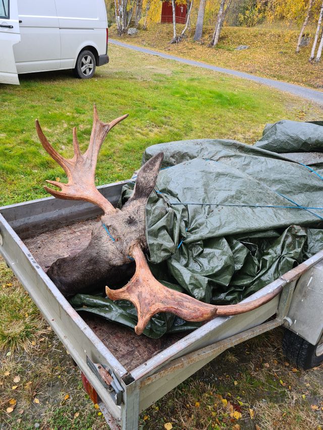 Eksklusiv elgjakt ledig. Elgjakt fra 25 september 2025. 3 perioder