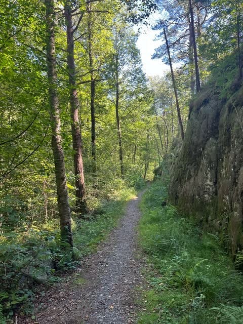 Koselig sti ned til sjøen Galleribilde