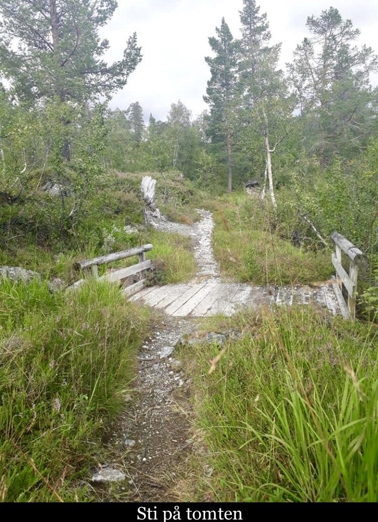 Tursti på tomten (Foto: Siv Helen Lekven) Galleribilde