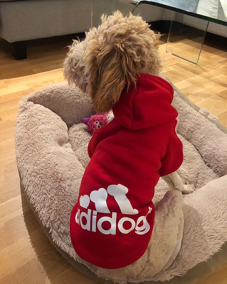 Adidog genser for hund | FINN.no Adidog genser for hund | FINN.no