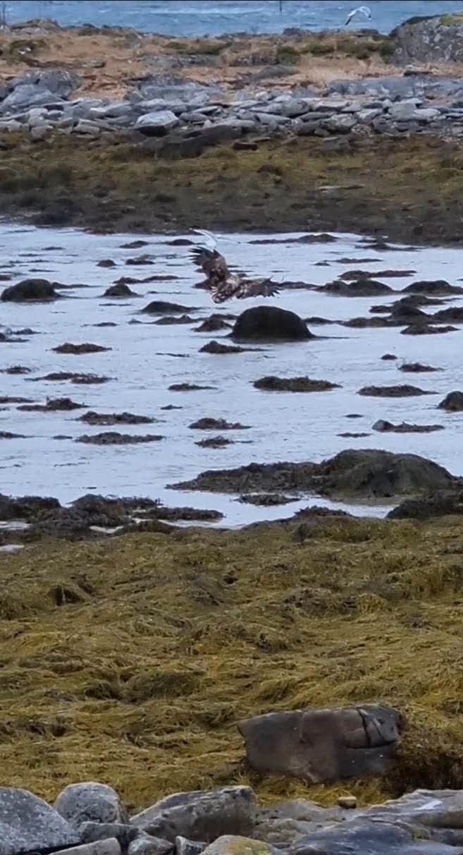 Flere Havørnpar hekker i nærheten, og dette bildet er tatt fra stua. Ørna jakter ofte sjøfugl og måker rett utenfor vinduet. Galleribilde