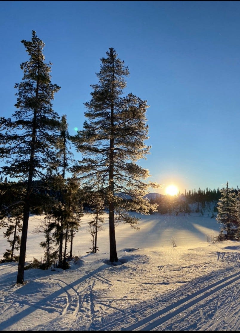 Skileløyper like nedenfor hytte Galleribilde