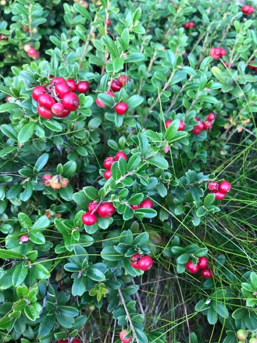 Tyttebær Galleribilde