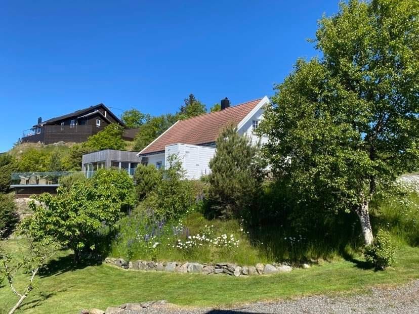 Morelltre - epletre i hagen. Galleribilde