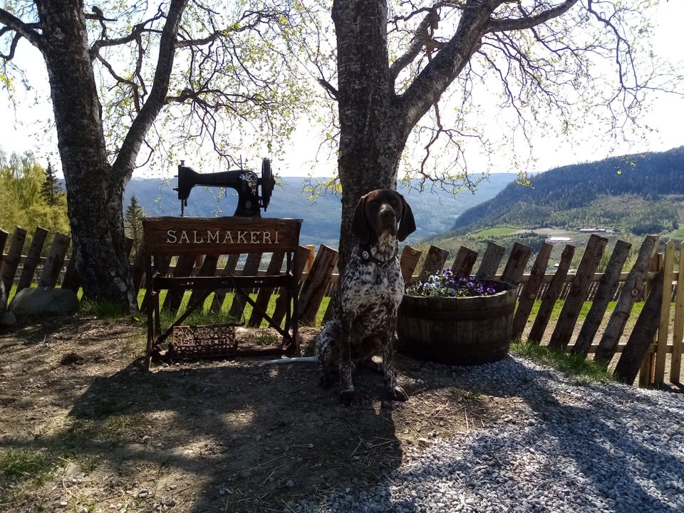 Galleribilde