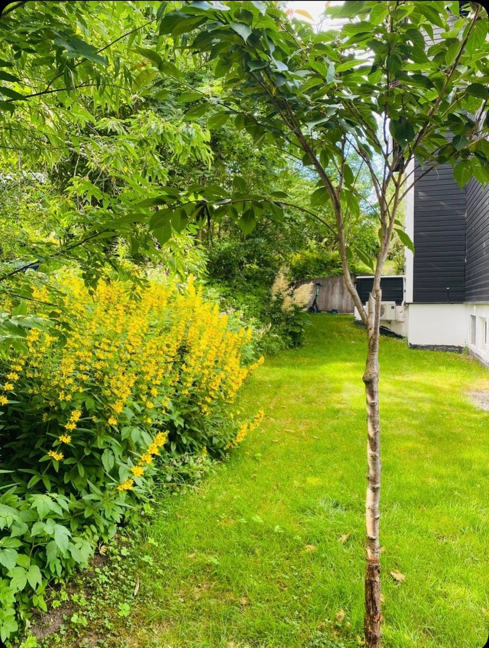 Flott og innholdsrik enebolig på Korsvoll + stor utleiedel, garasjeplass, solrik terrasse & hage mot syd. Barnevennlig — image 26