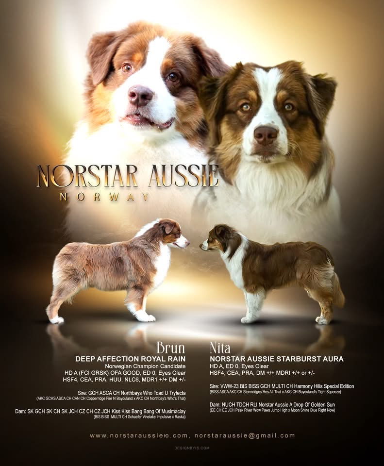 Blue Merle Australian Copperridge Aussies Australian Shepherd Ring