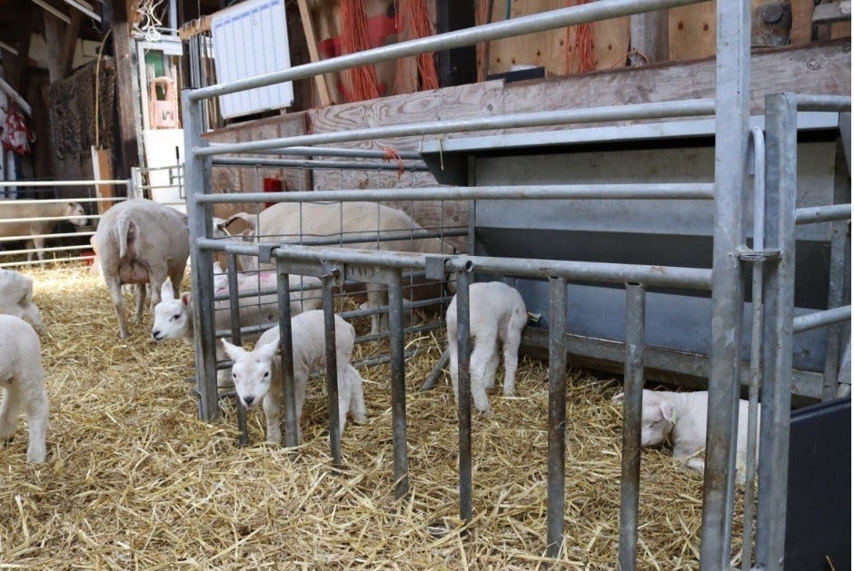 Bingesett 150kg med fôringsautomat – sau 2026 – bilde 2 av 2