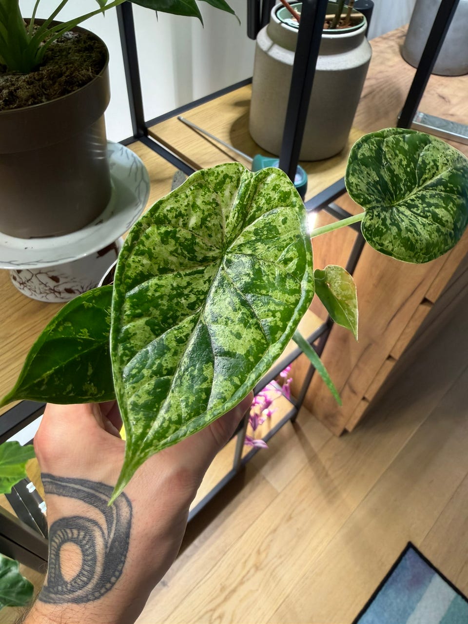 Alocasia Dragon scale mint | FINN-torget