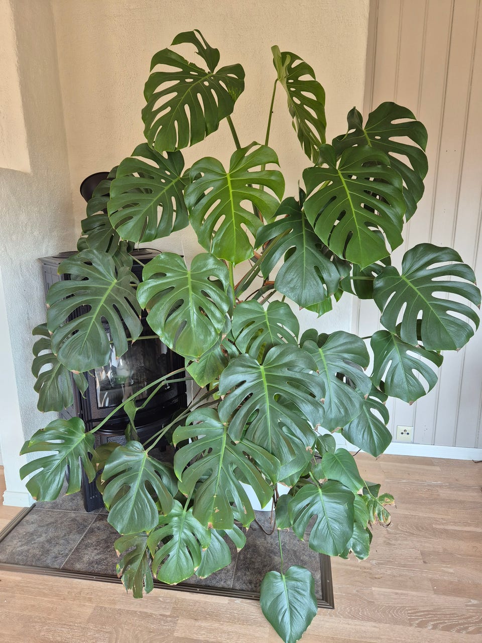 monstera adansonii ssp. laniata Monstera Adansonii Laniata Variegated