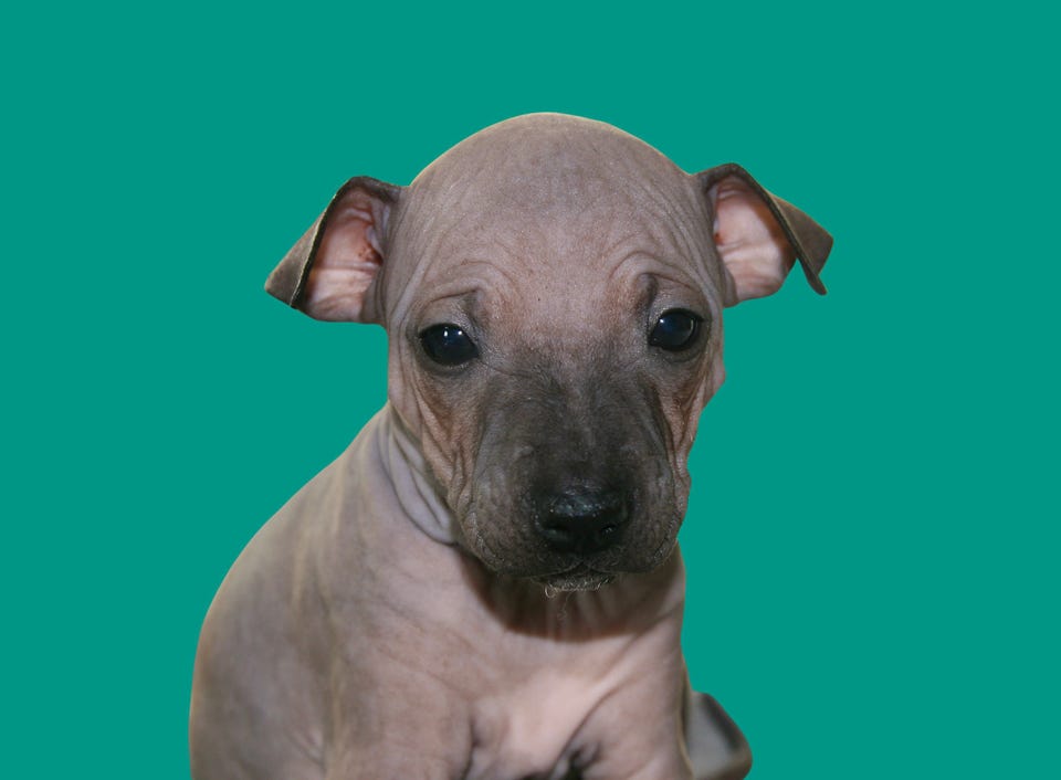 Product image 43 of 87