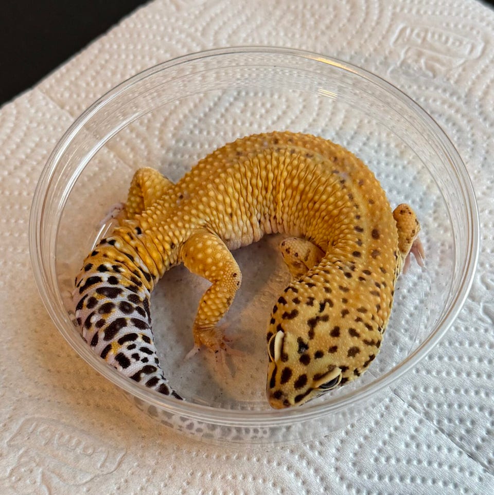 Product image 8 of 22