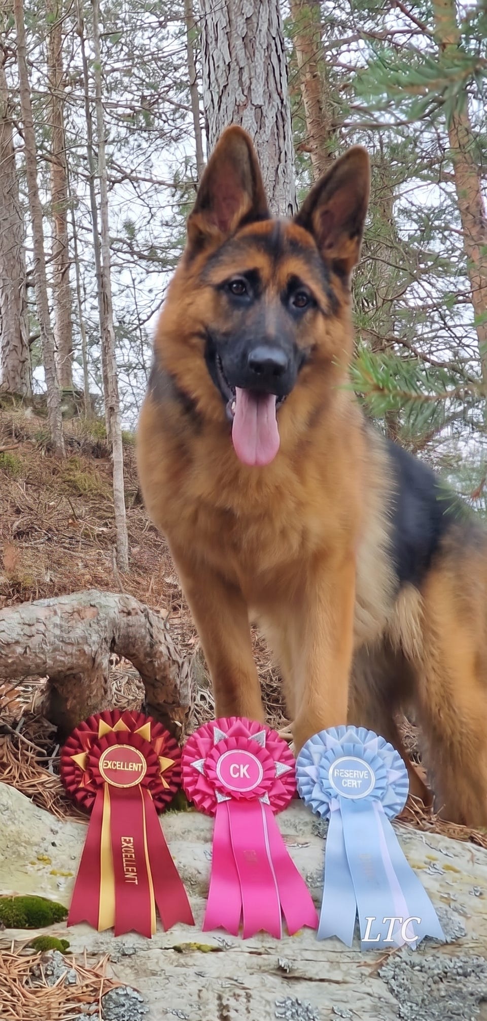 Galleribilde