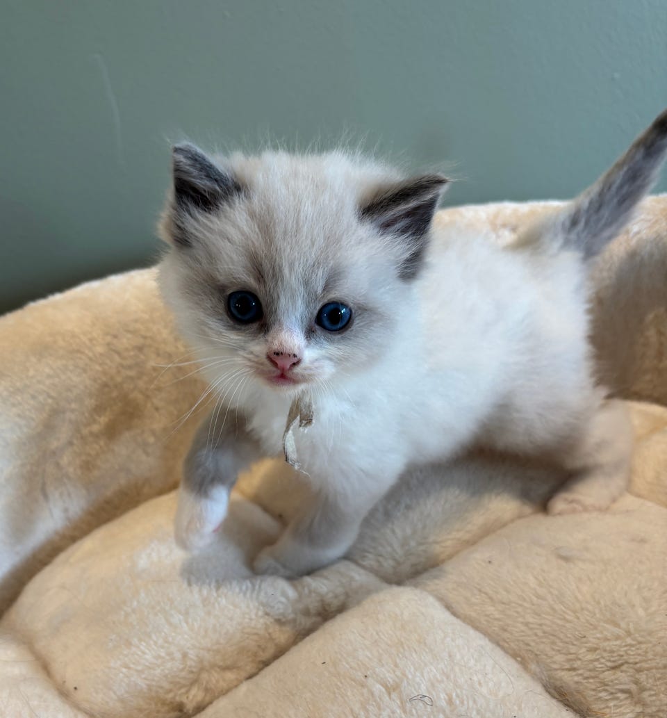 Product image 21 of 34