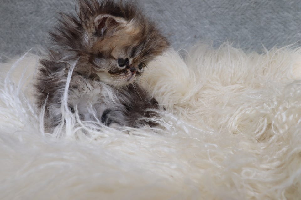 Product image 15 of 22