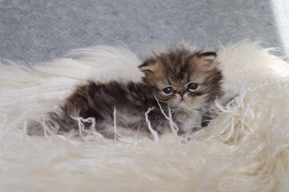 Product image 16 of 22