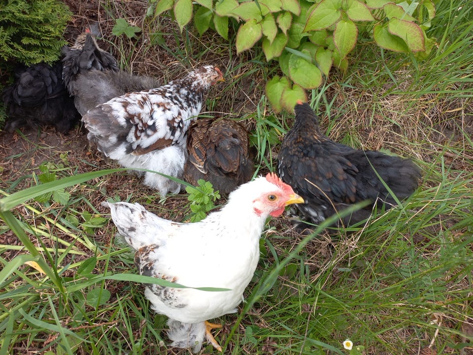 Product image 24 of 28