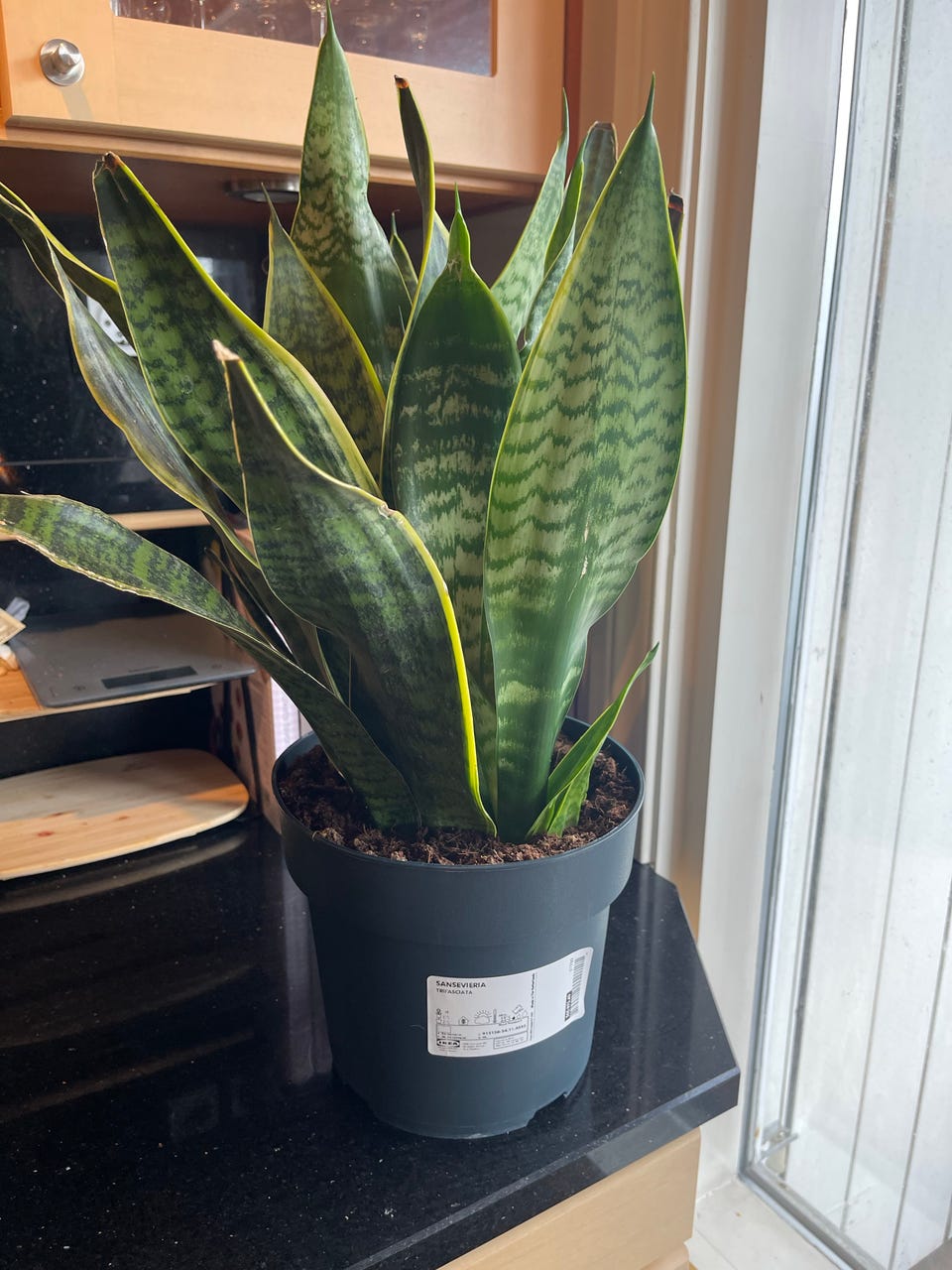Mellomstor IKEA Sansevieria plante | FINN-torget