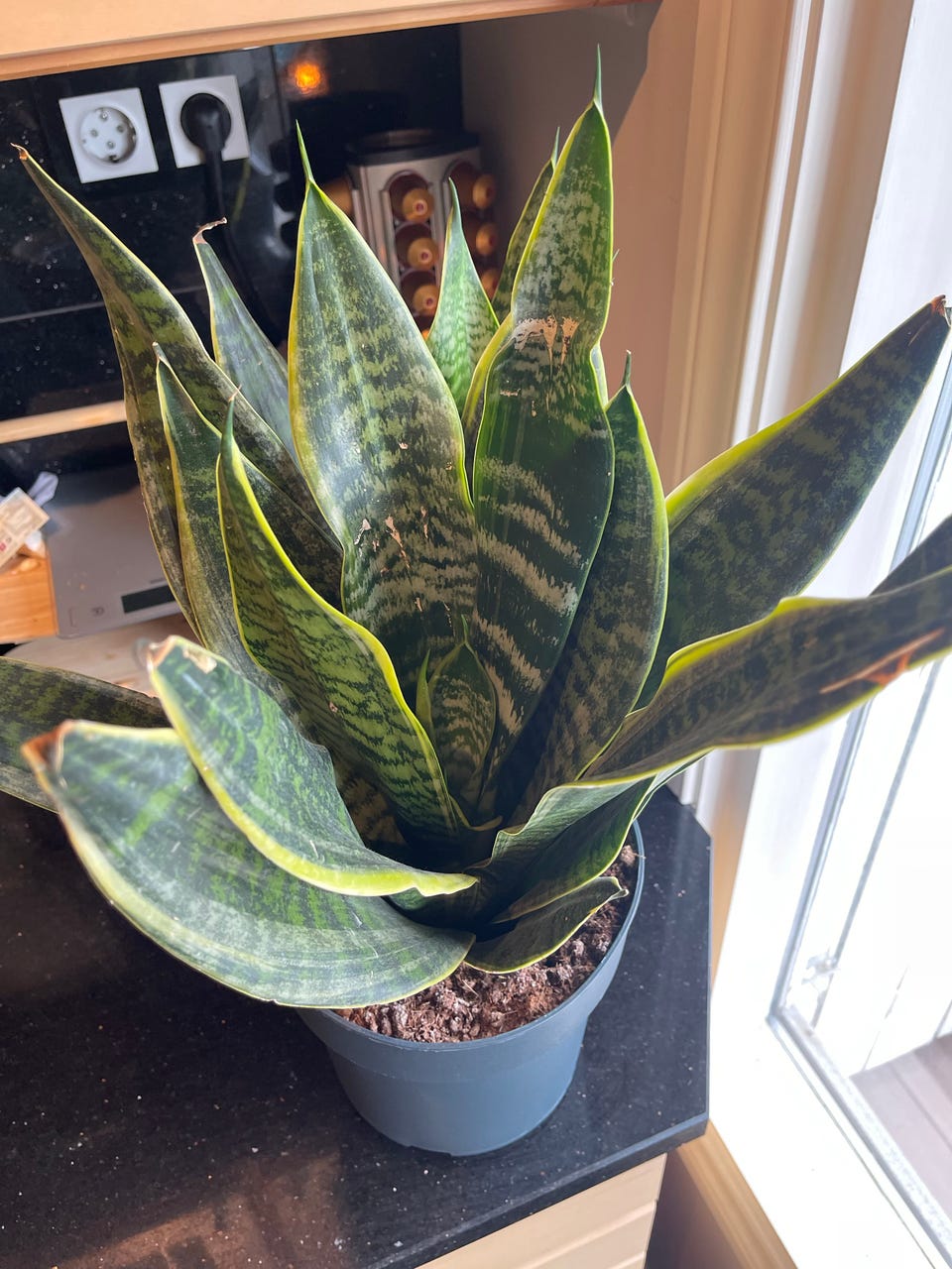 Mellomstor IKEA Sansevieria plante | FINN-torget