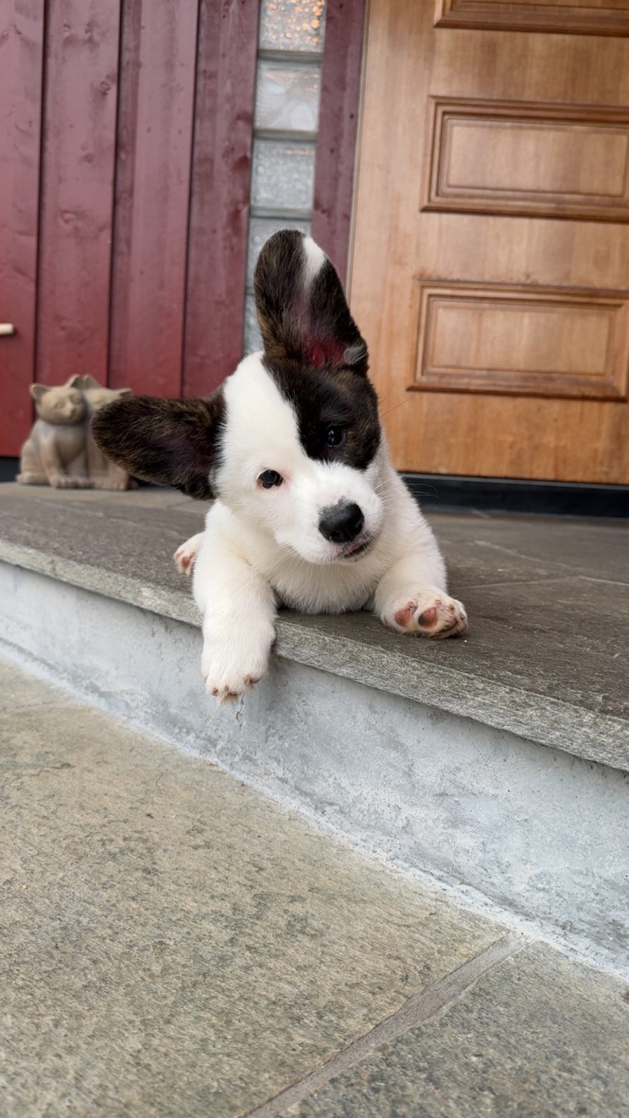 Welsh Corgi Cardigan 1 ledig hann! | FINN-torget