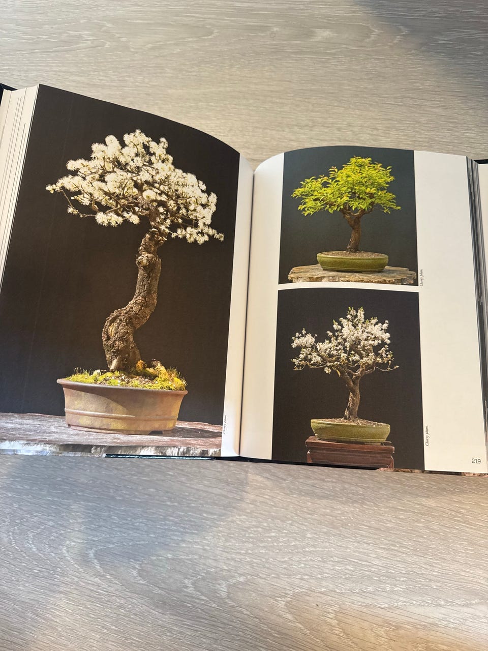 grow it bonsai anleitung deutsch DIY Bonsai Tree Growing Kit – Grow Your Own Miniature Tree – Flying Tiger  Copenhagen main image 1