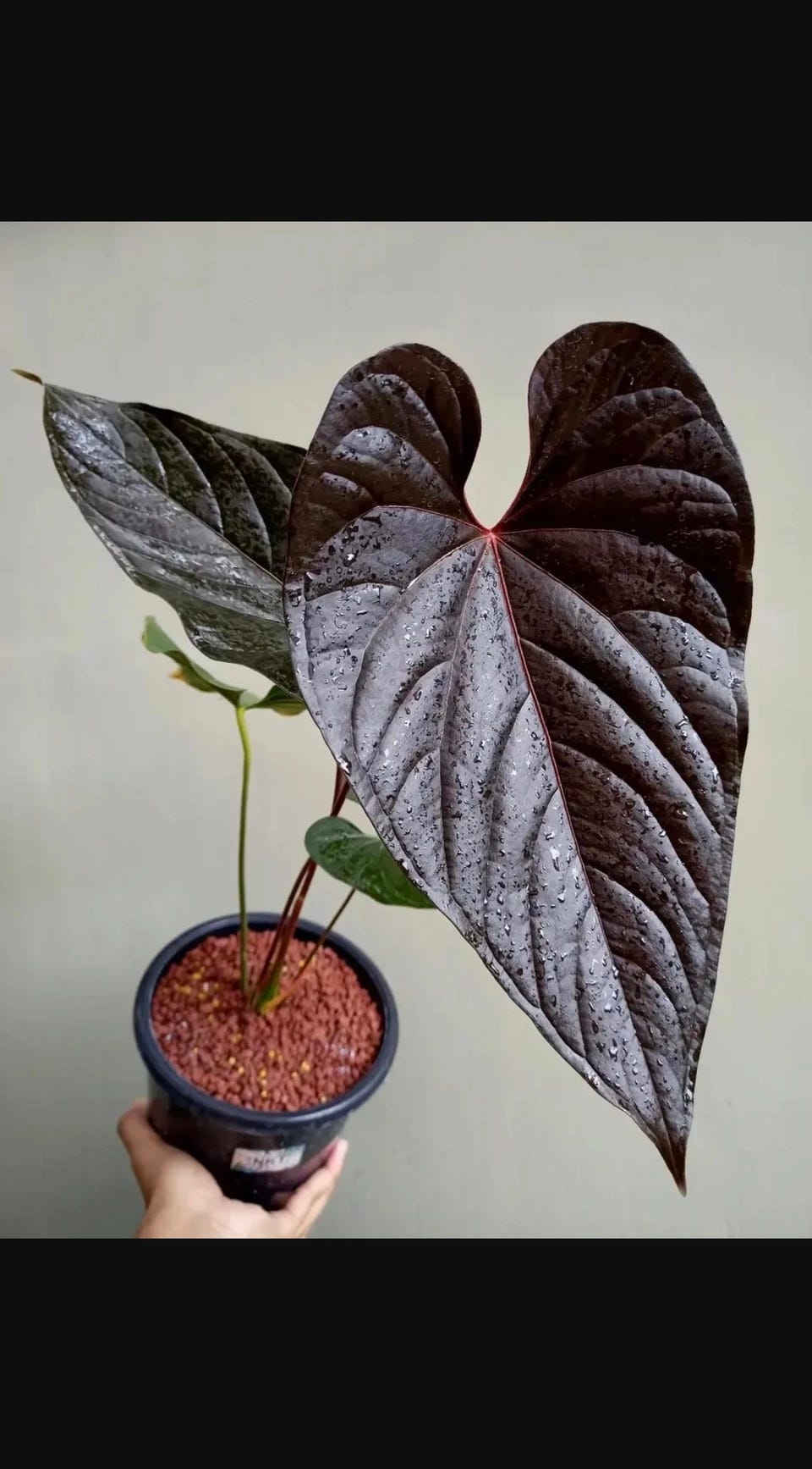Anthurium Modeanum NSKET KJPT! | FINN-torget