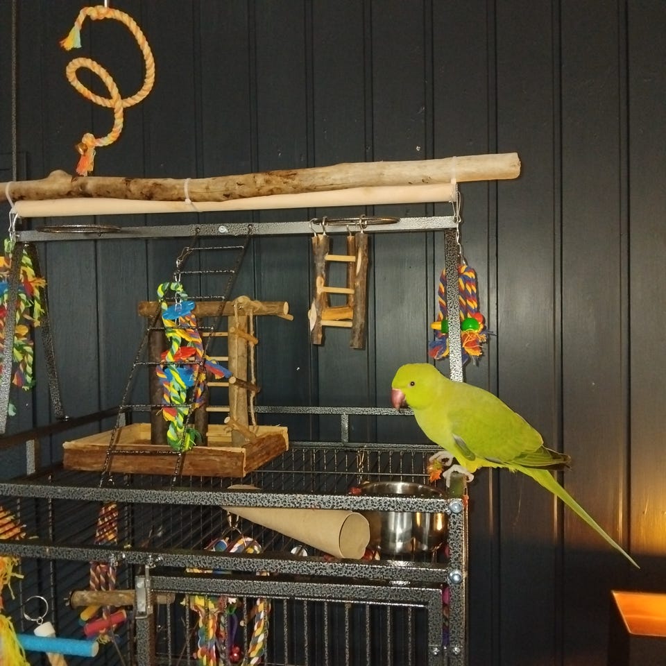 Galleribilde