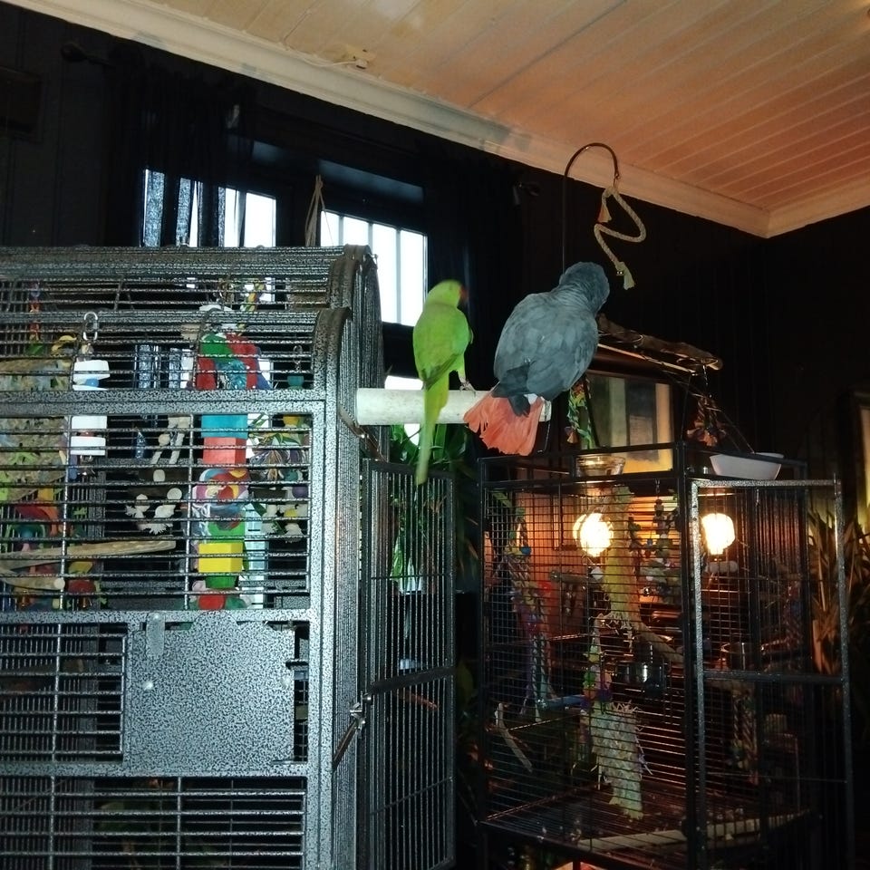 Galleribilde