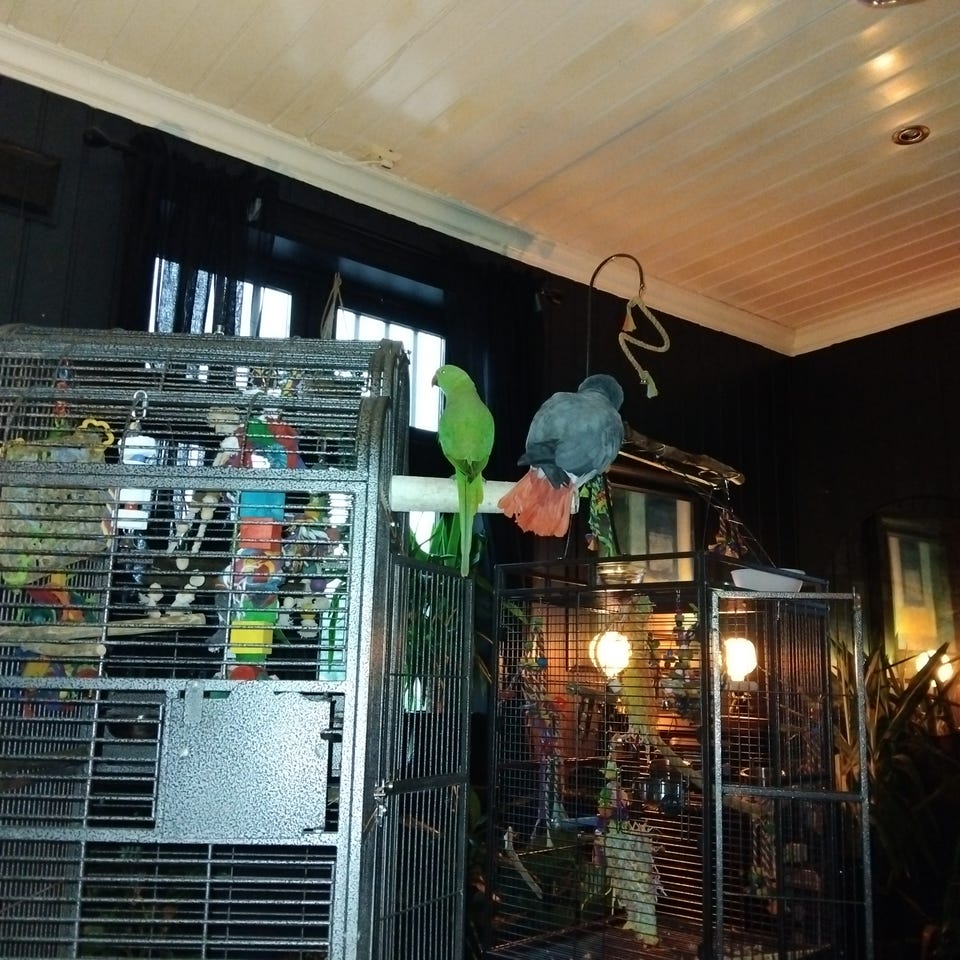 Galleribilde