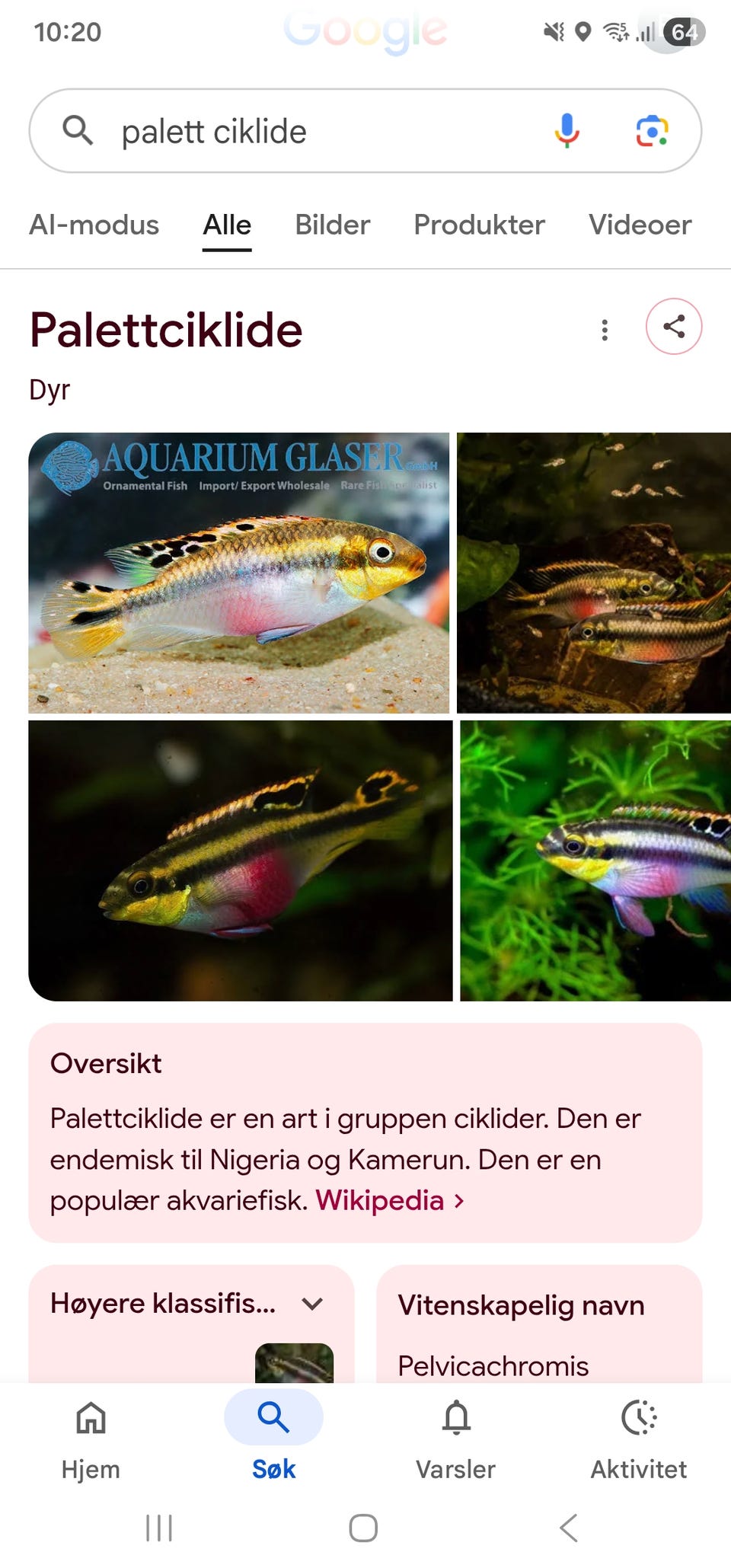 Galleribilde