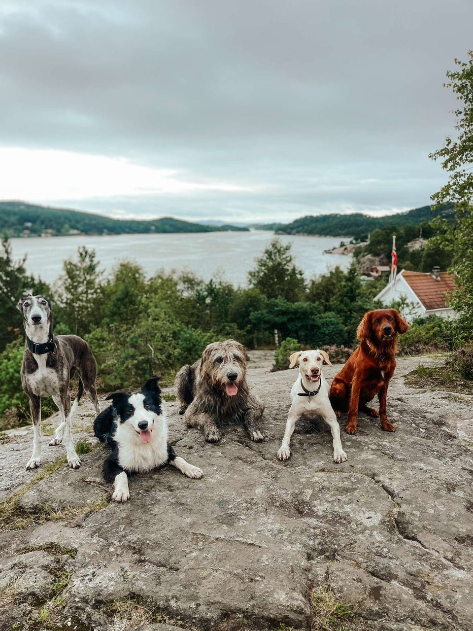 Galleribilde