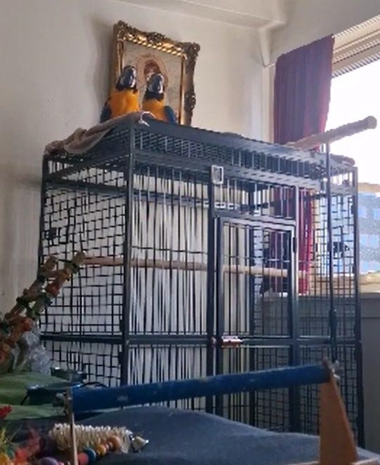 Galleribilde