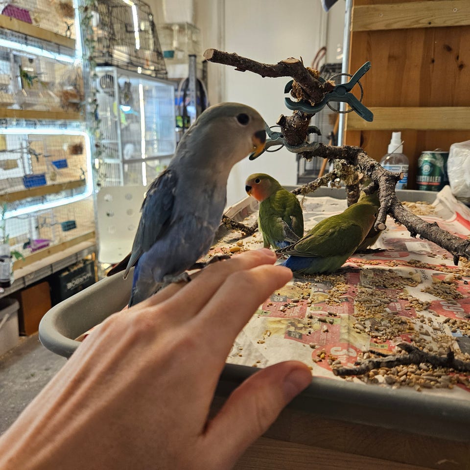 Galleribilde