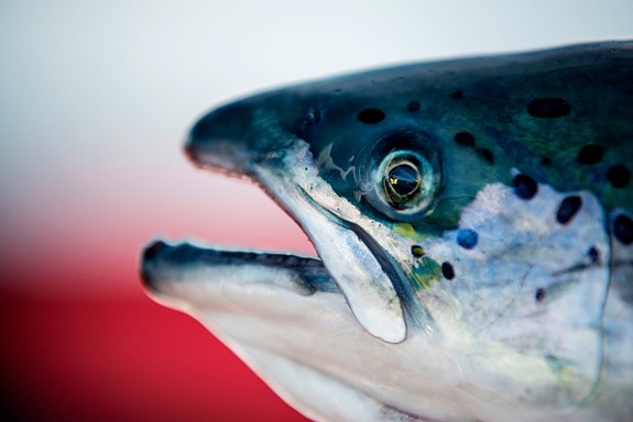 Bilde 3 av 5 i jobbannonse-galleriet