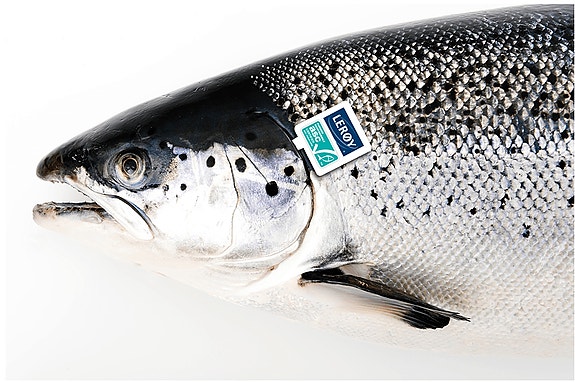 Bilde 2 av 5 i jobbannonse-galleriet