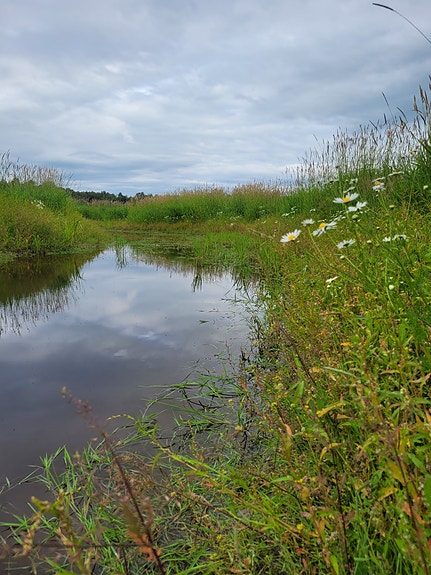 Våtmarksanlegg for vannrensing og fordrøyning