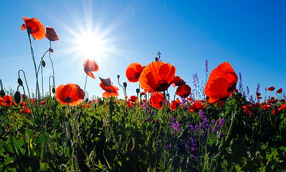 Bilde 1 av 1 i jobbannonse-galleriet