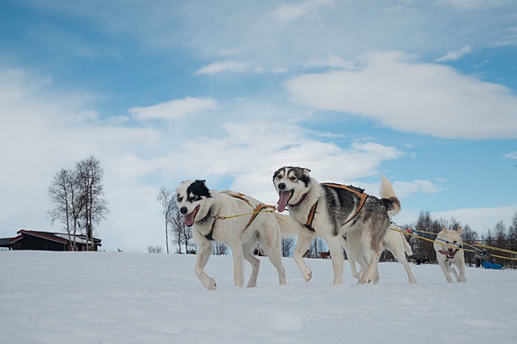 Hundeslede @Trøndelag Reiseliv