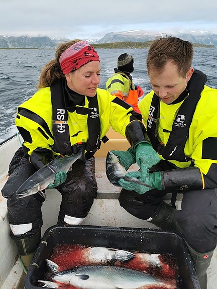 Bilde 1 av 4 i jobbannonse-galleriet