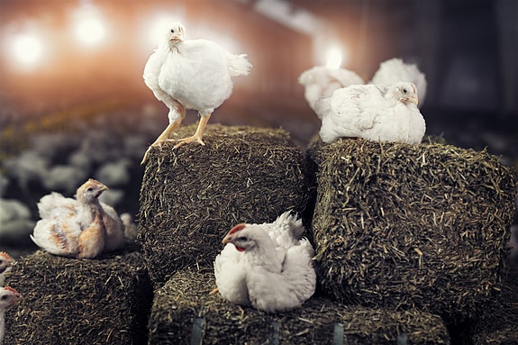 Bilde 1 av 6 i jobbannonse-galleriet