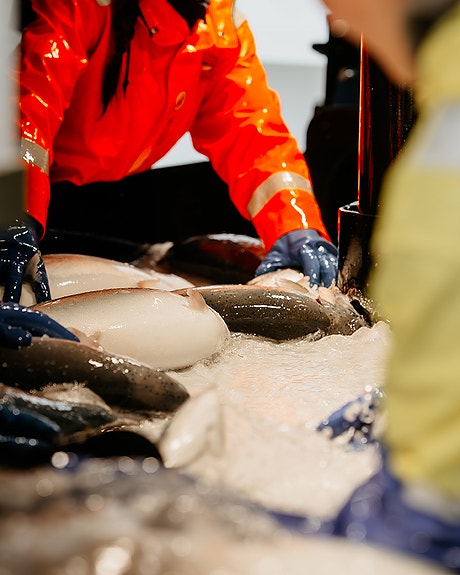 Bilde 3 av 7 i jobbannonse-galleriet