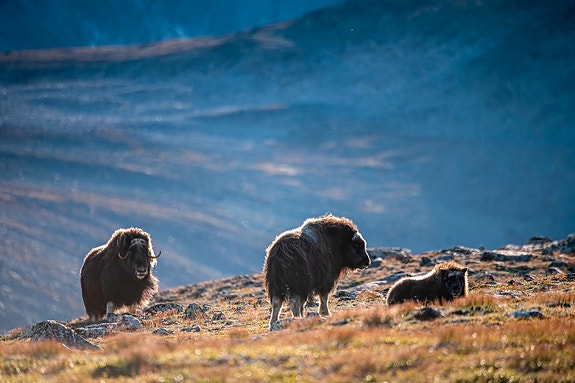 Moskussafari @Trøndelag Reiseliv